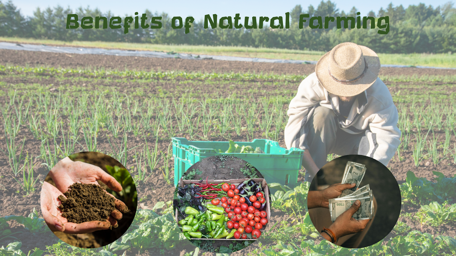 Natural farming strengthens community networks and boosts diet diversity